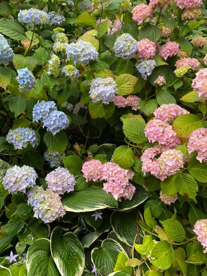 Crowding Hydrangeas Too Closely Together