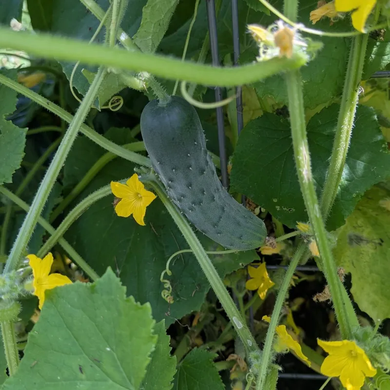 Ignoring Proper Planting Timing For Florida Seasons