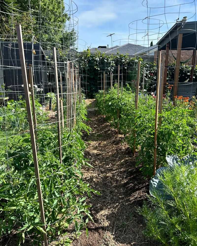Skipping Support And Letting Plants Sprawl On The Ground