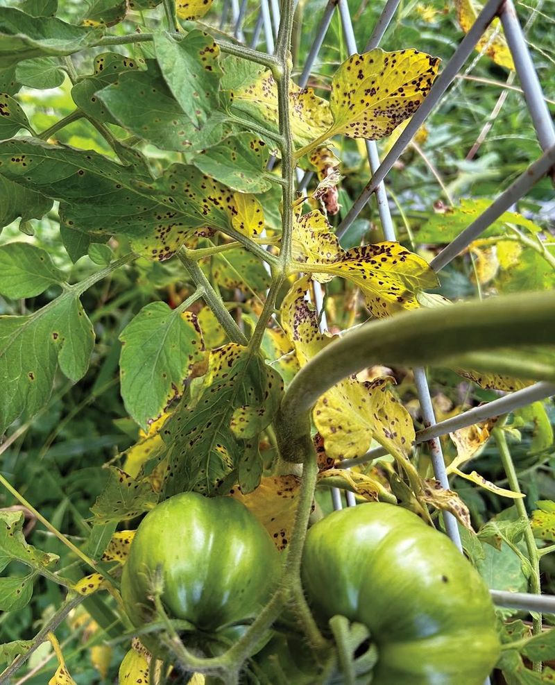 Not Providing Enough Sunlight