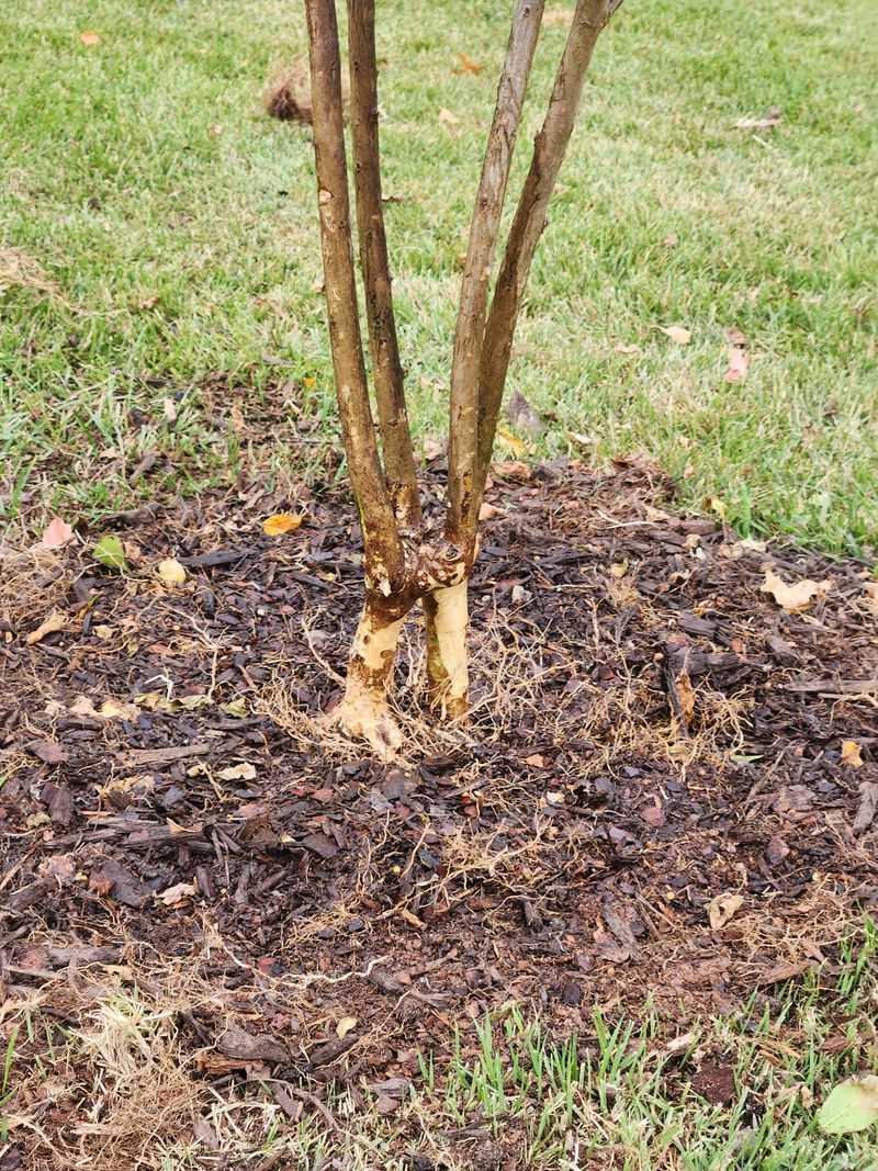 Skipping Mulch Around The Root Zone