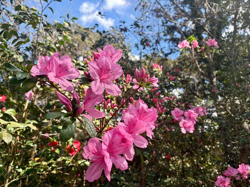 Fertilizing With The Wrong Formula For Healthy Shrubs