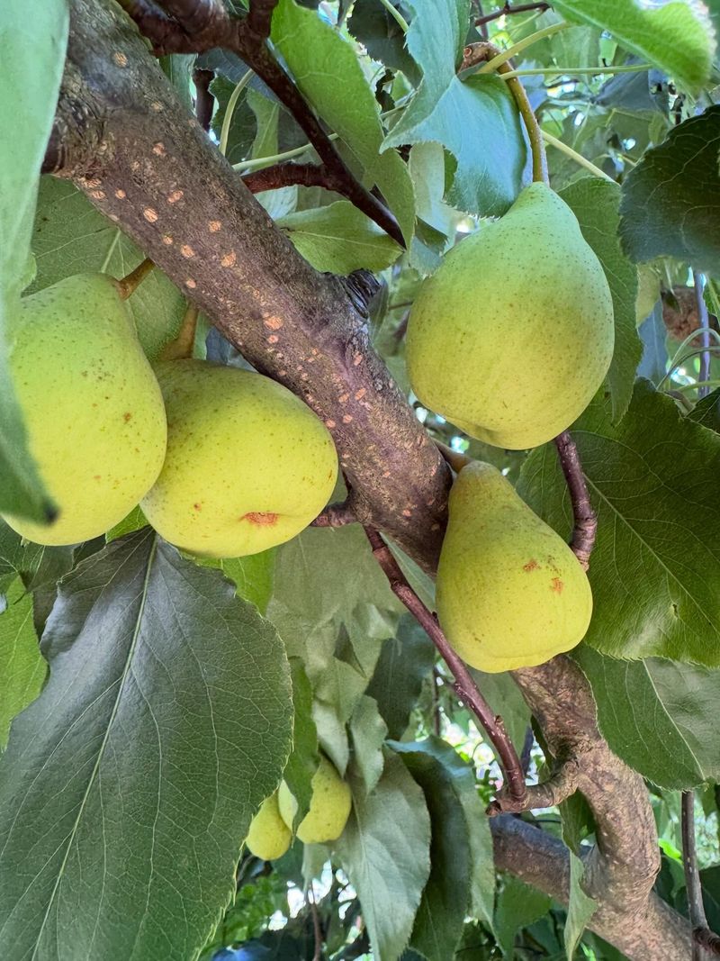 Forgetting To Provide A Compatible Pollination Partner