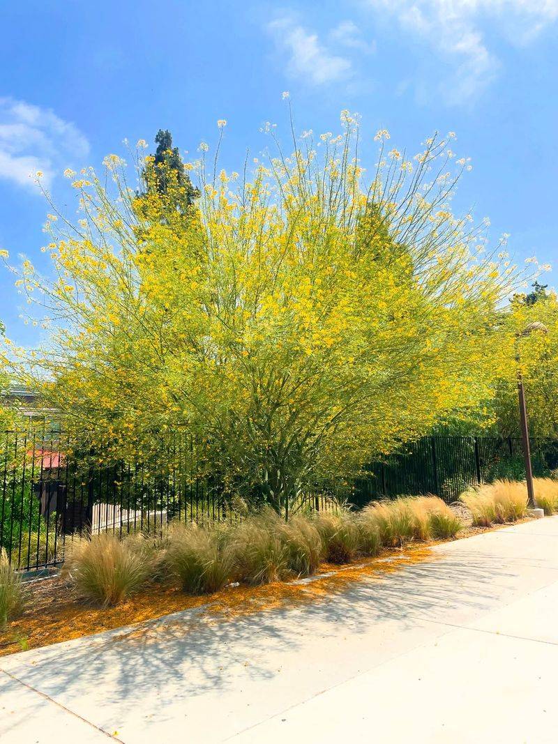 Wrong Tree Selection Fails In Extreme Heat