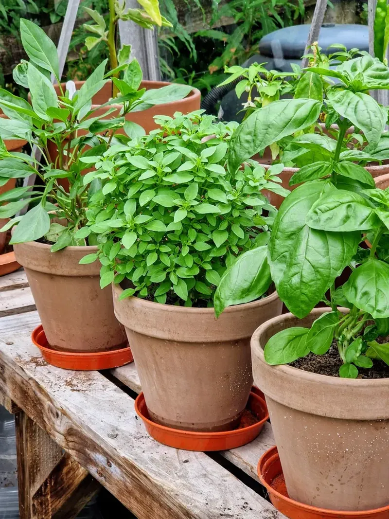 Susceptible Species Are Naturally Sensitive