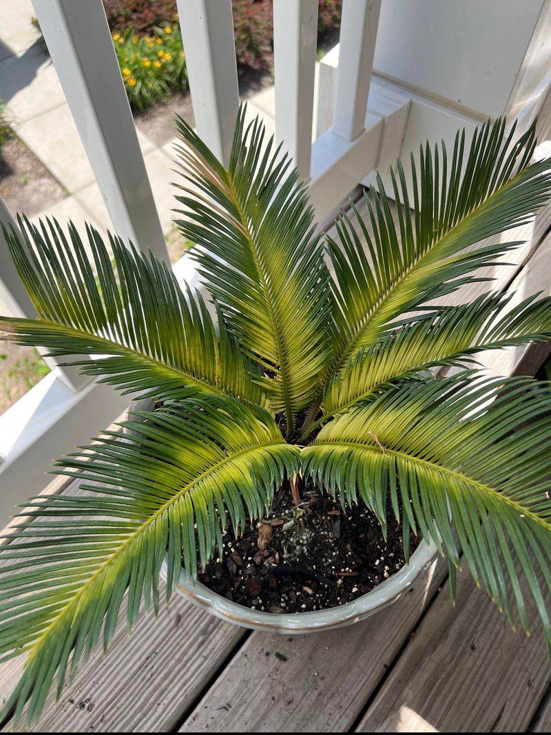Overwatering Young Palms