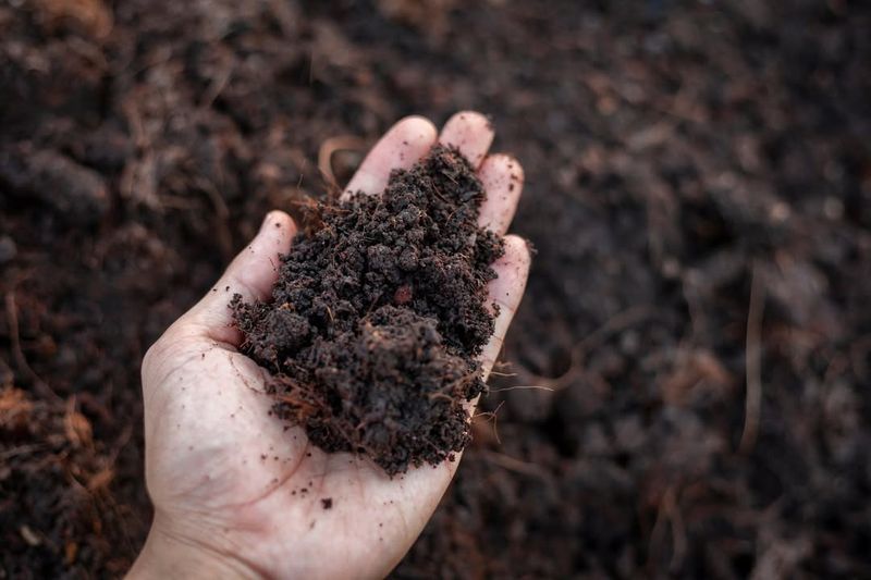 Neglecting Soil Testing Before Planting