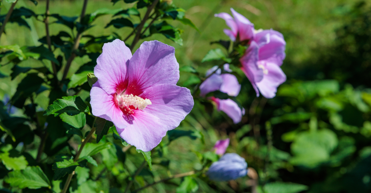 Plants California Gardeners Should Prune Before April