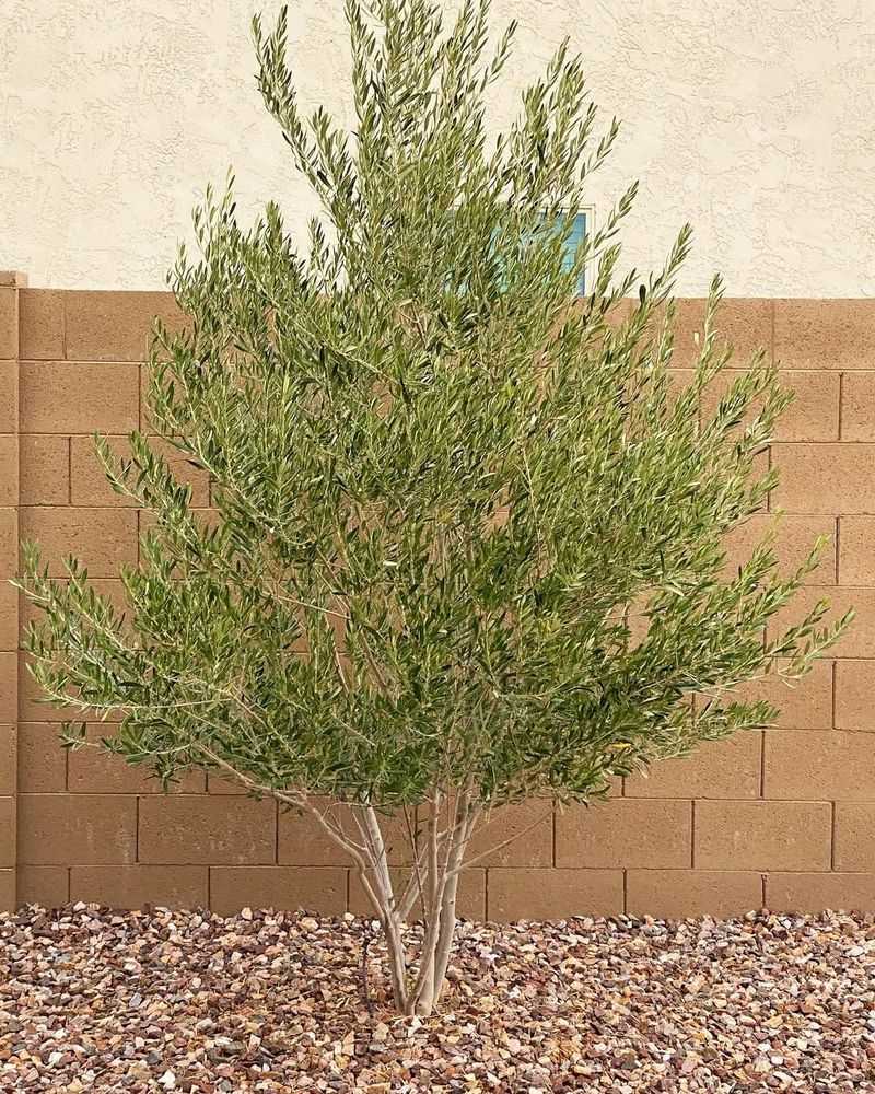 Spring Is A Good Time To Plant Desert Trees And Shrubs