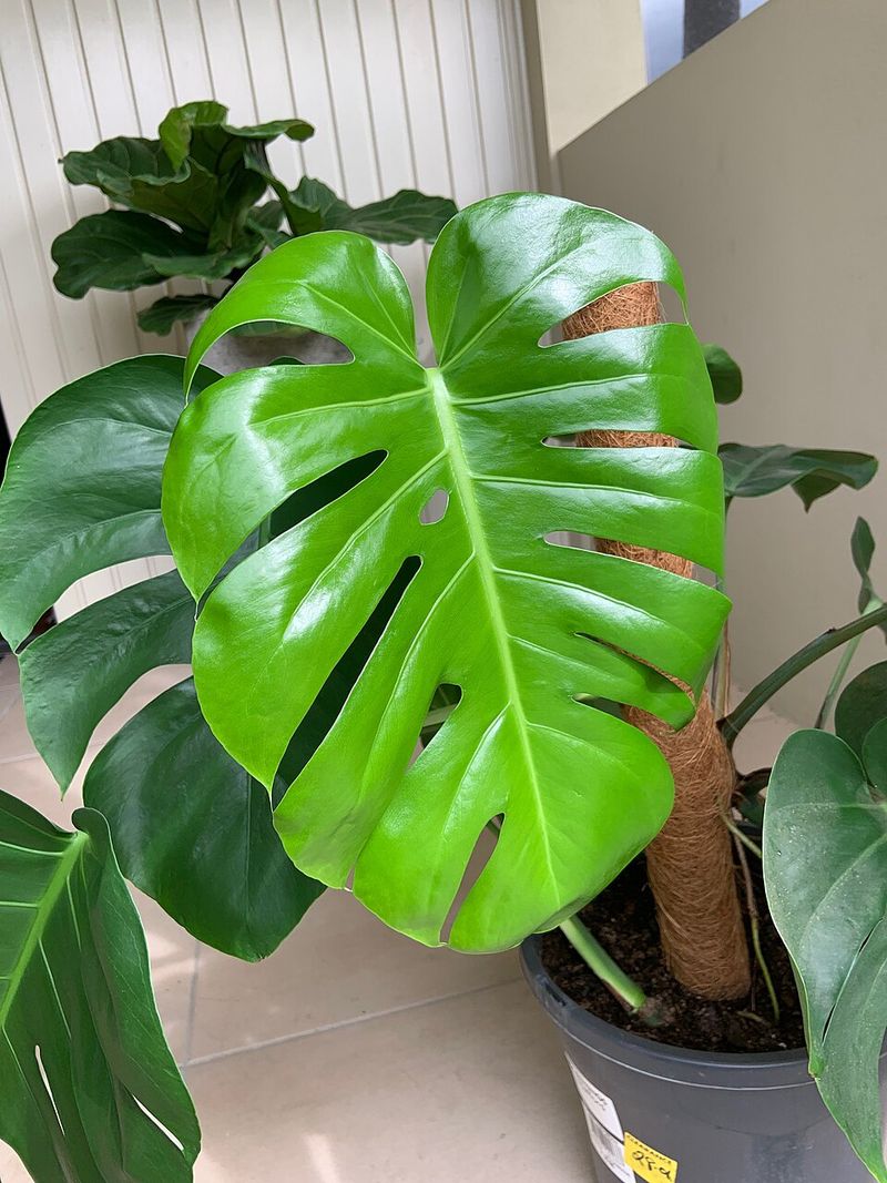 Monstera Deliciosa Thrives With Iconic Split Leaves In Maryland Homes

