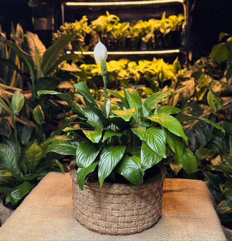 Peace Lily Combines Elegant Leaves With Long-Standing Popularity
