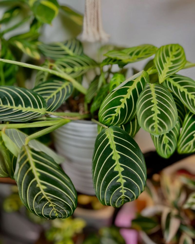 Prayer Plant Delights With Colorful, Movable Leaves In Maryland Interiors
