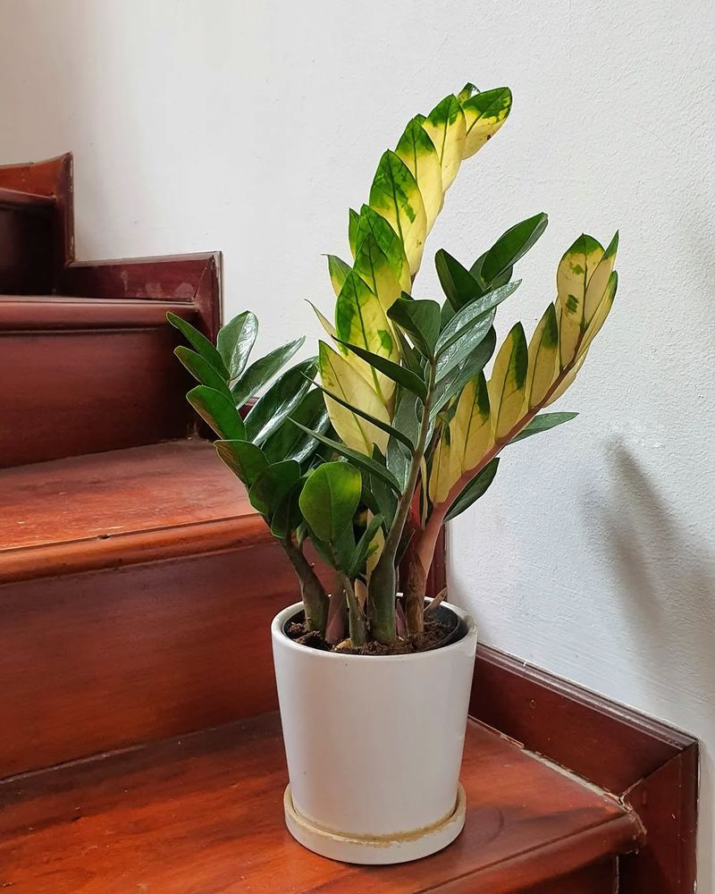 ZZ Plant Offers Resilient, Glossy Foliage For Long-Term Indoor Growth

