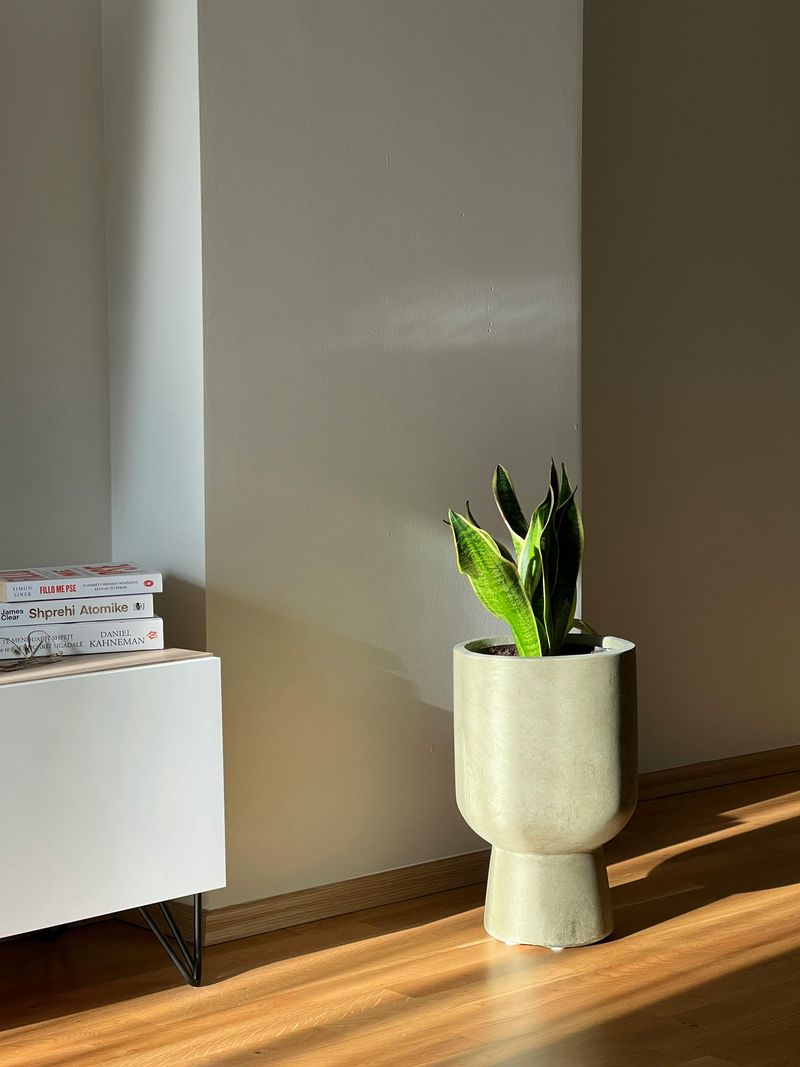 Snake Plant Thrives In Low Light And Has Become Highly Sought After
