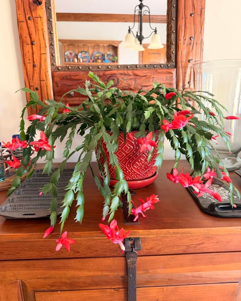 Christmas Cactus Still Brightens Maryland Homes Every Winter
