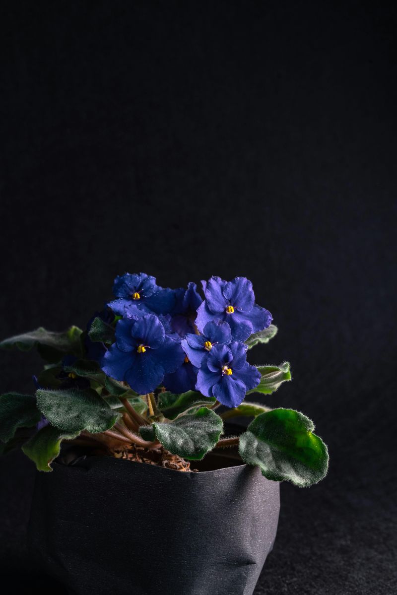 African Violet Remains A Classic Blooming Houseplant Passed Down Through Generations