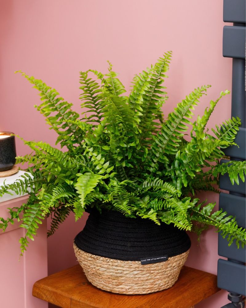 Boston Fern Brings Old-Fashioned Porch And Parlor Style Back Indoors
