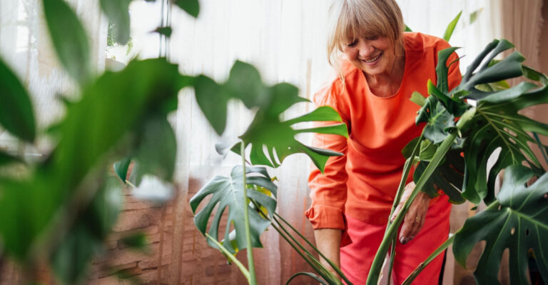Plants From Grandma’s Windowsills That Maryland Indoor Gardeners Still Cherish