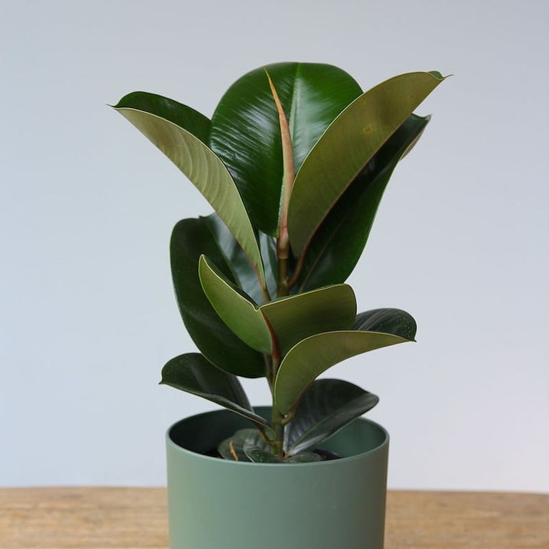 Rubber Plant Adds Bold Foliage And Vintage Charm To Indoor Spaces
