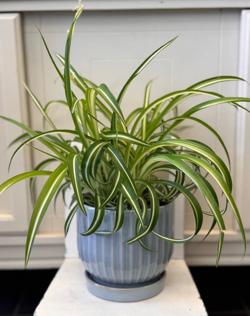 Spider Plant Continues To Multiply In Homes Across Maryland
