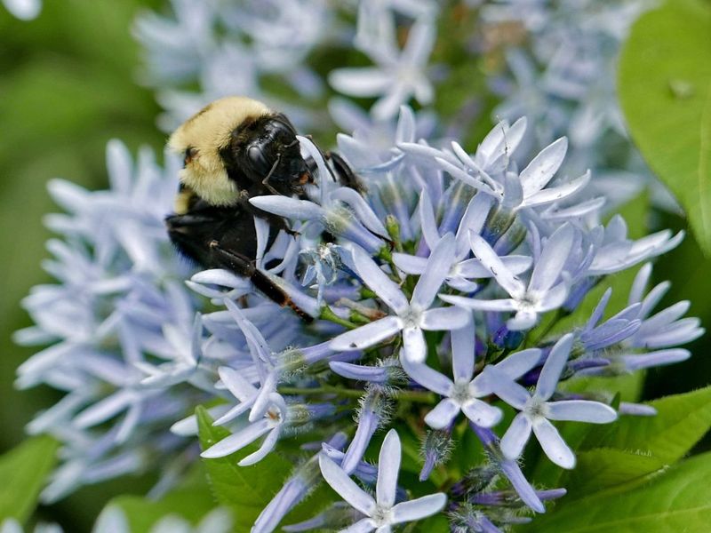 Bluestar Thrives In North Carolina's Climate