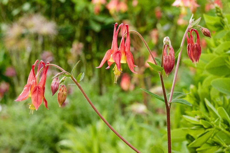 Deadheading Can Extend Bloom Time