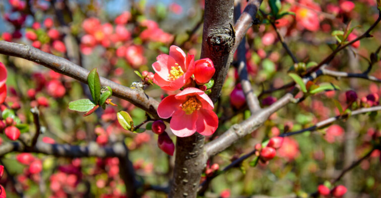 Plants Oregon Gardeners Regret Buying In Early Spring