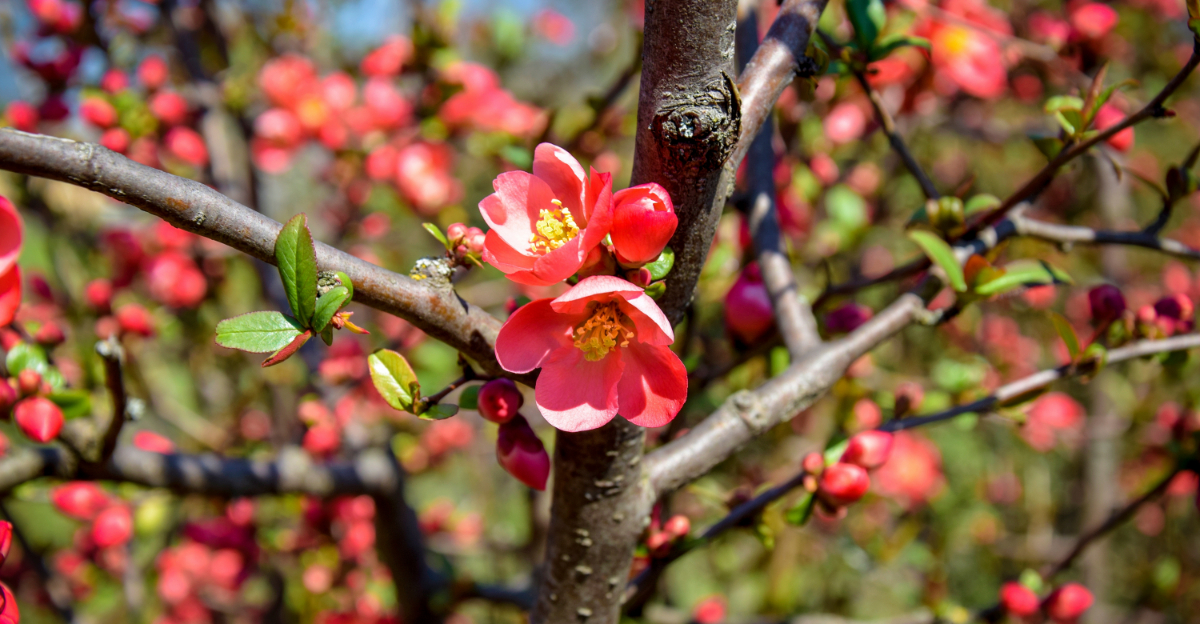 Plants Oregon Gardeners Regret Buying In Early Spring