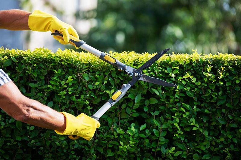 Trimming Is Best For Hedges And Evergreens