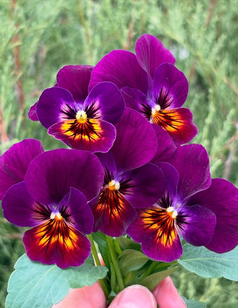 Pansies With Bright Cheerful Blooms