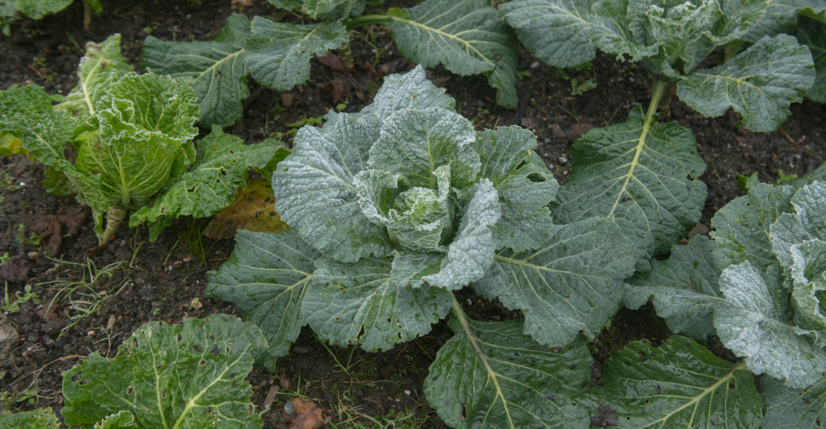 Plants That Can Survive Pennsylvania’s April Cold Snaps