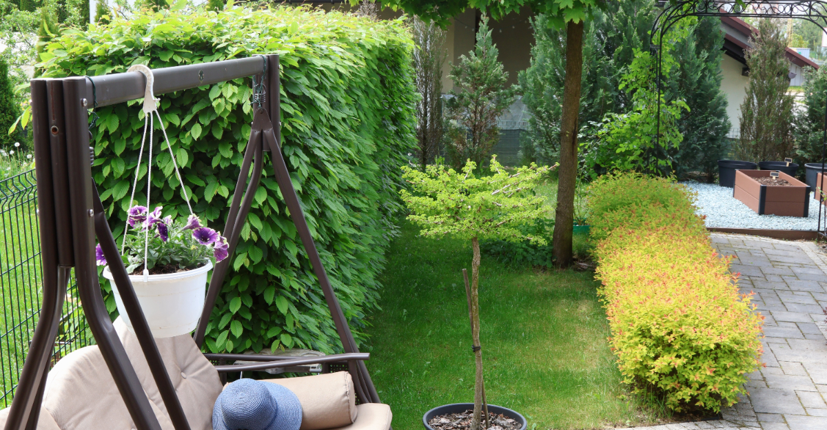 privacy plant hedge