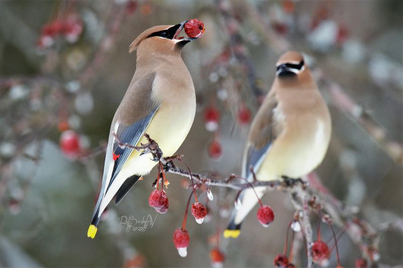 Berry And Seed-Producing Plants Feed Birds
