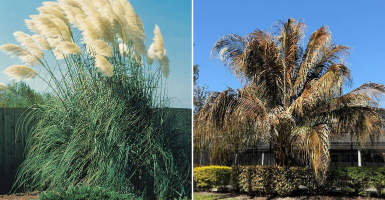 Plants You Should Remove Near Homes In Southern California