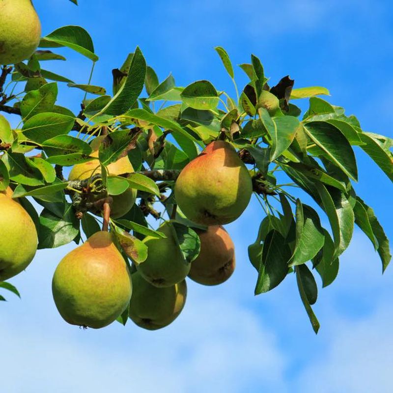Pear Trees Settle In Well During Georgia's Cool Spring Weather