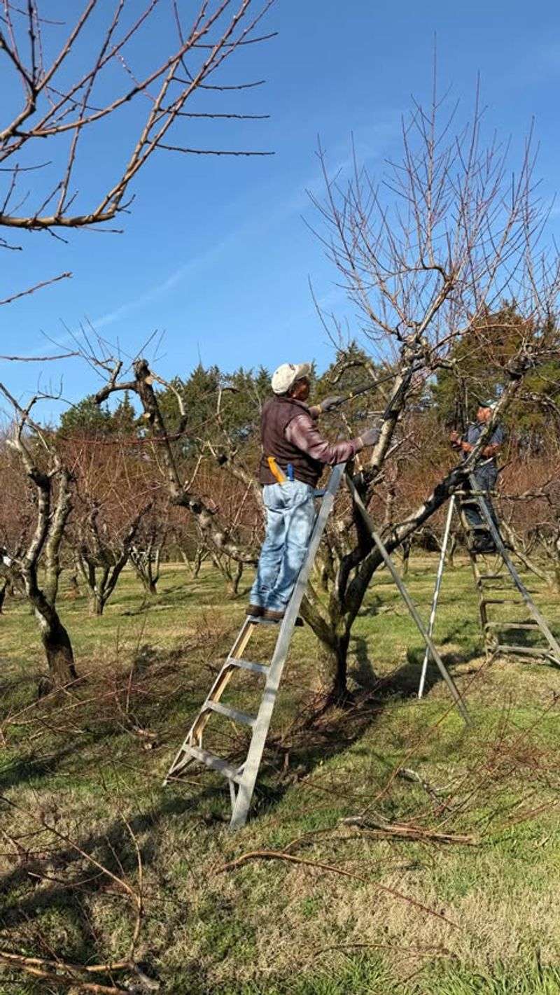 Peach Trees