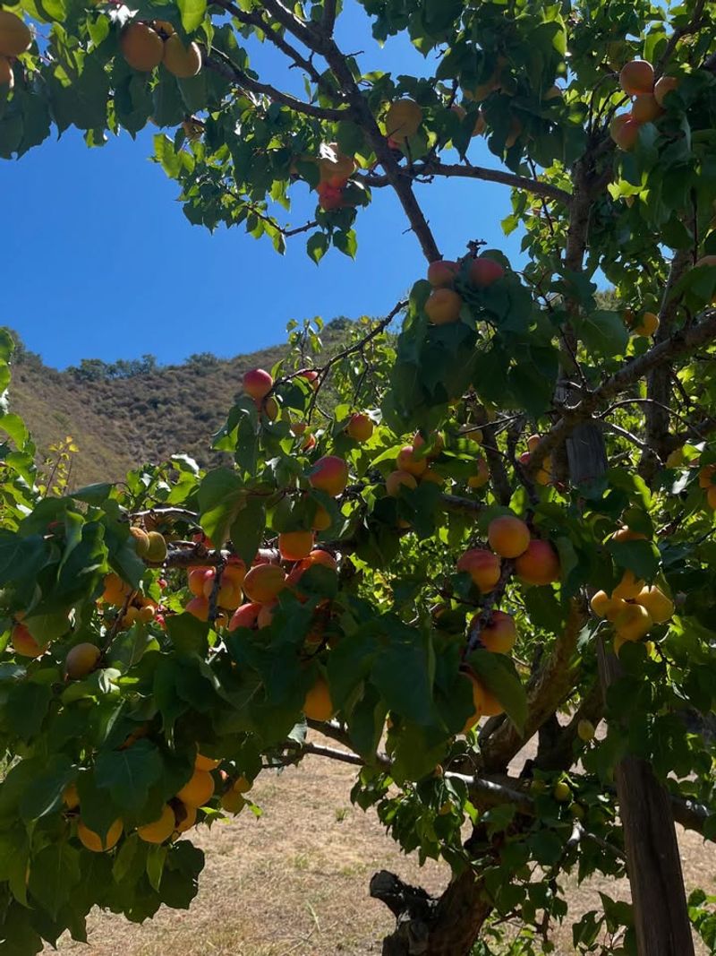 Apricot Trees Need Quick Pruning Before Bloom Moves Too Far