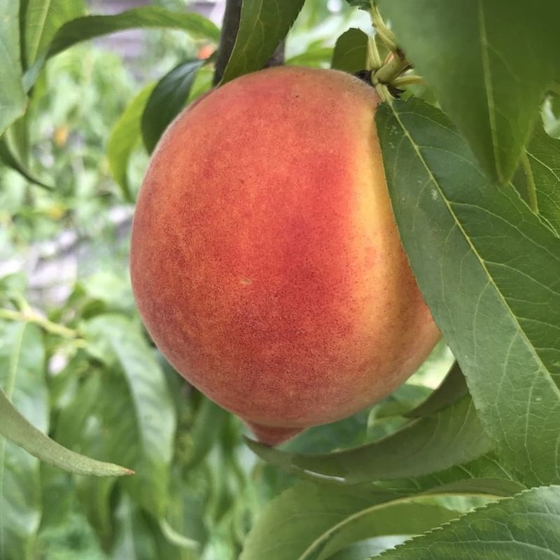 Peach Trees (High-Chill Varieties)