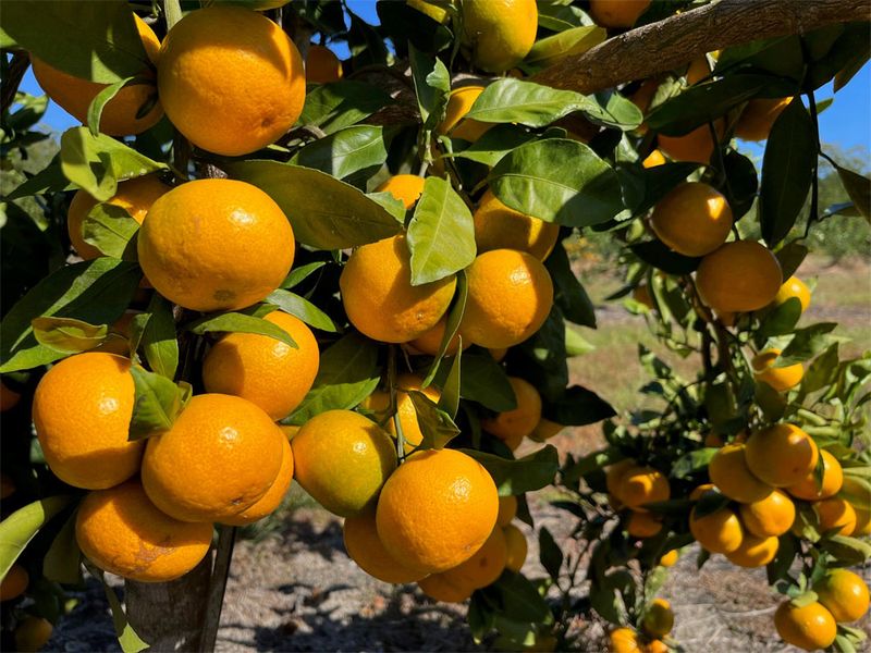 Satsuma Orange Trees Juicing Up Your Backyard Quickly