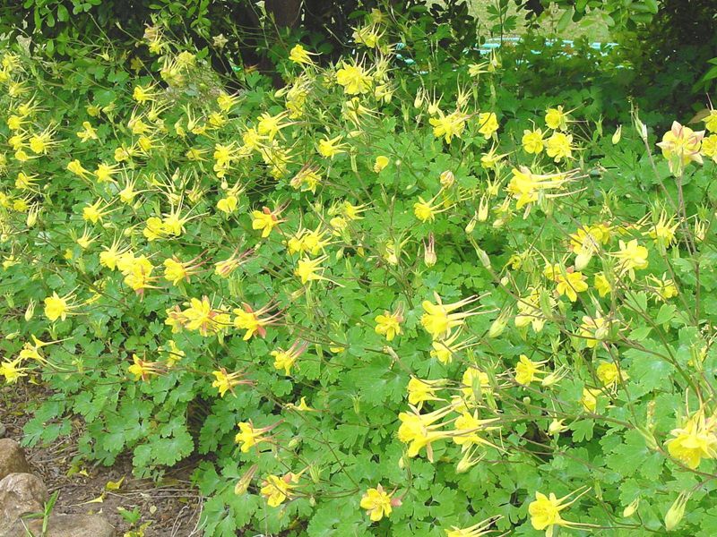 Texas Gold Columbine Lights Up The Spring Garden
