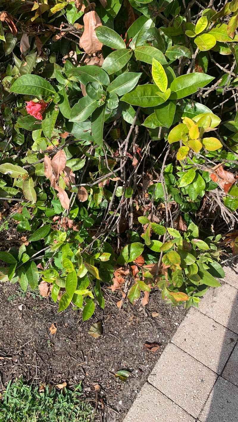 Ixora Needs Patience Before Any Pruning