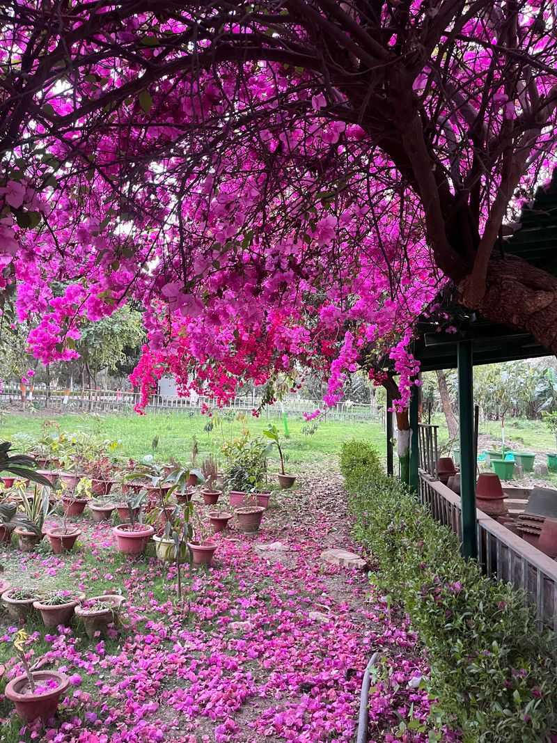 Bougainvillea Turns Bright Color Into A Thorny Cleanup Job