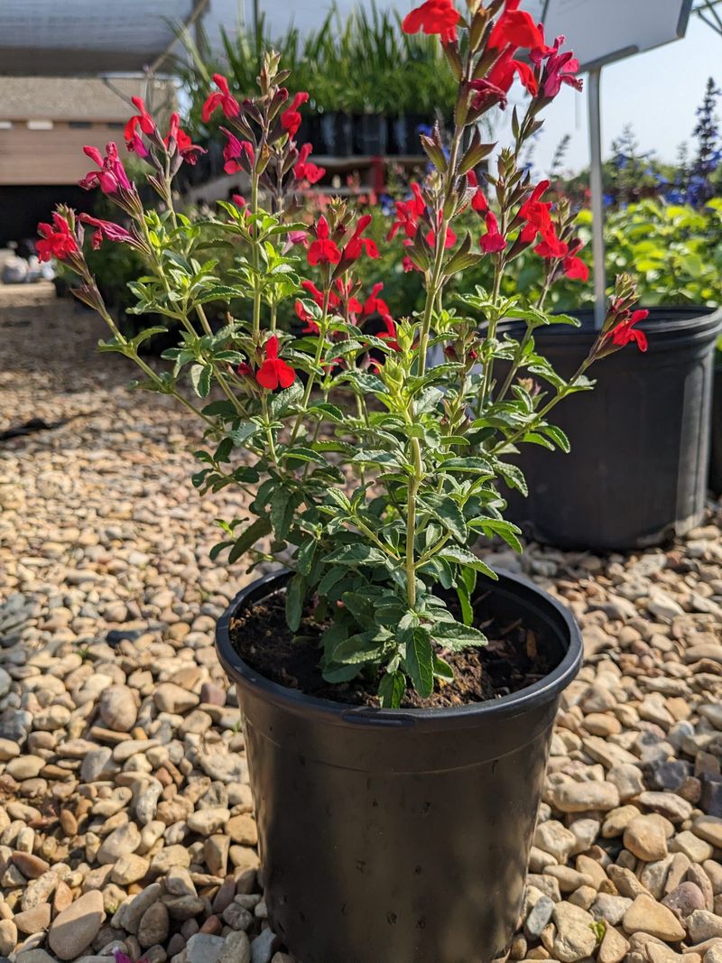 Autumn Sage Attracts Hummingbirds All Summer