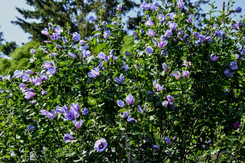 Althea (Rose of Sharon)