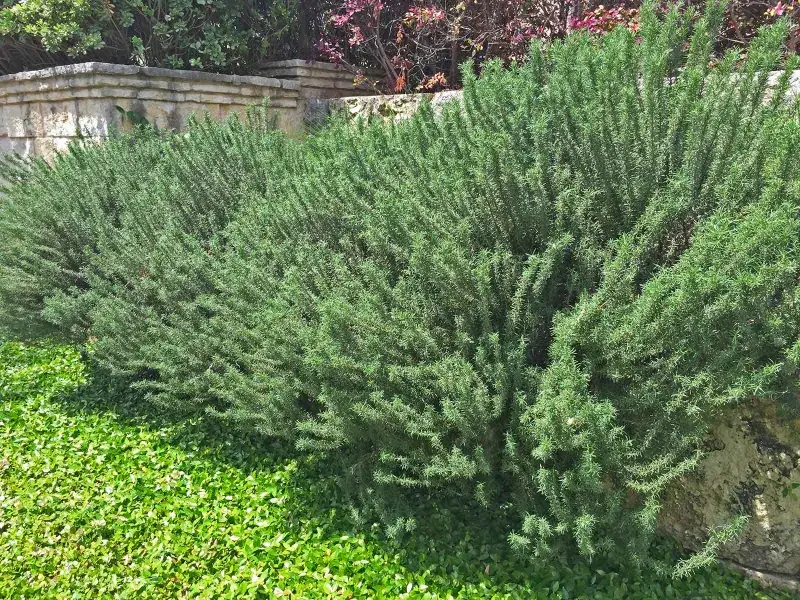Rosemary Brings Fragrance And Neat Form