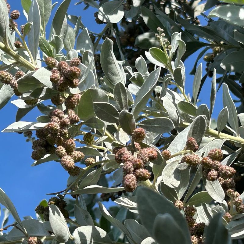 Silver Buttonwood Excels In Coastal Dry Heat