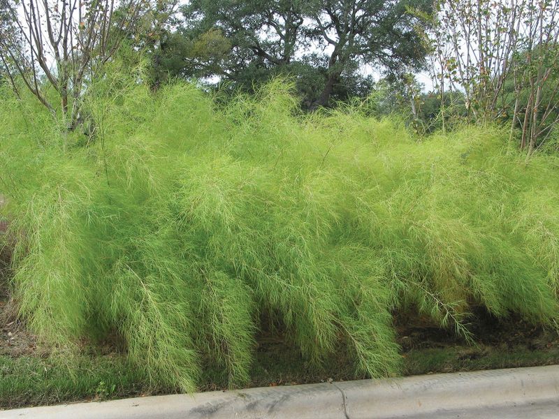 Bamboo Muhly Softens Pool Edges 