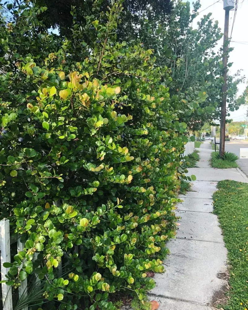 Cocoplum Handles Coastal Conditions Better Than Many Shrubs