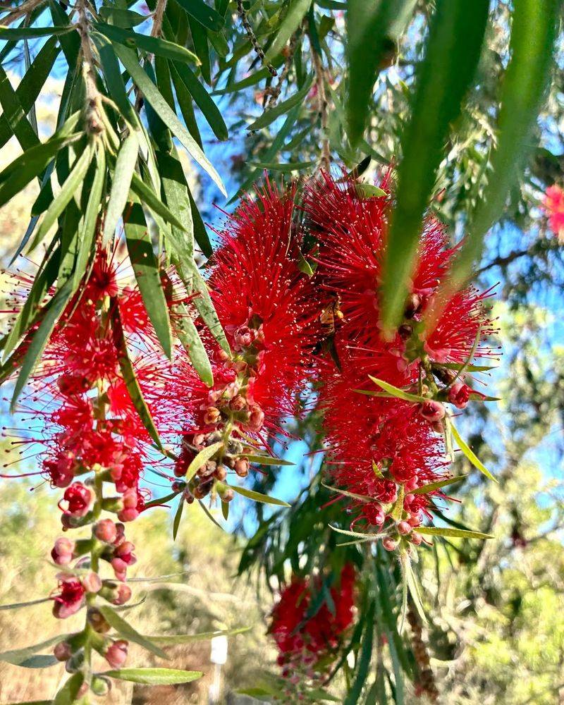 Bottlebrush Handles Heat And Forms A Dense Flowering Hedge