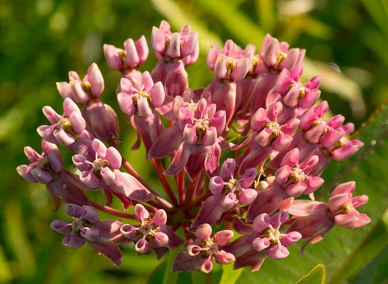 Sullivant's Milkweed A Midwest Native Monarch Favorite